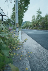 路肩の草花