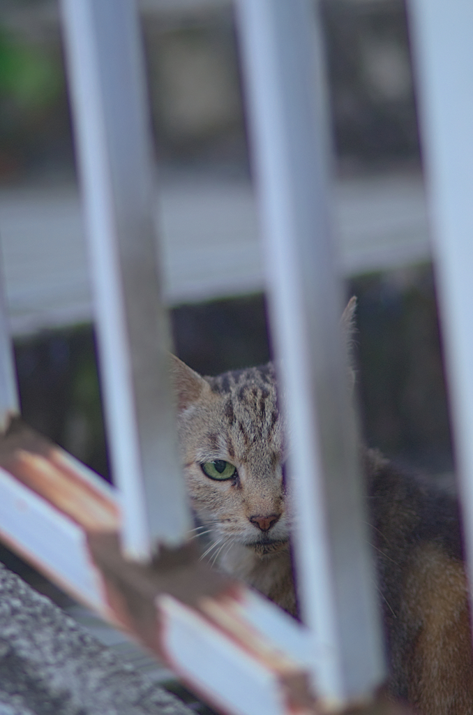 にゃんこ