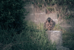 野良にゃんこ