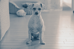 愛犬