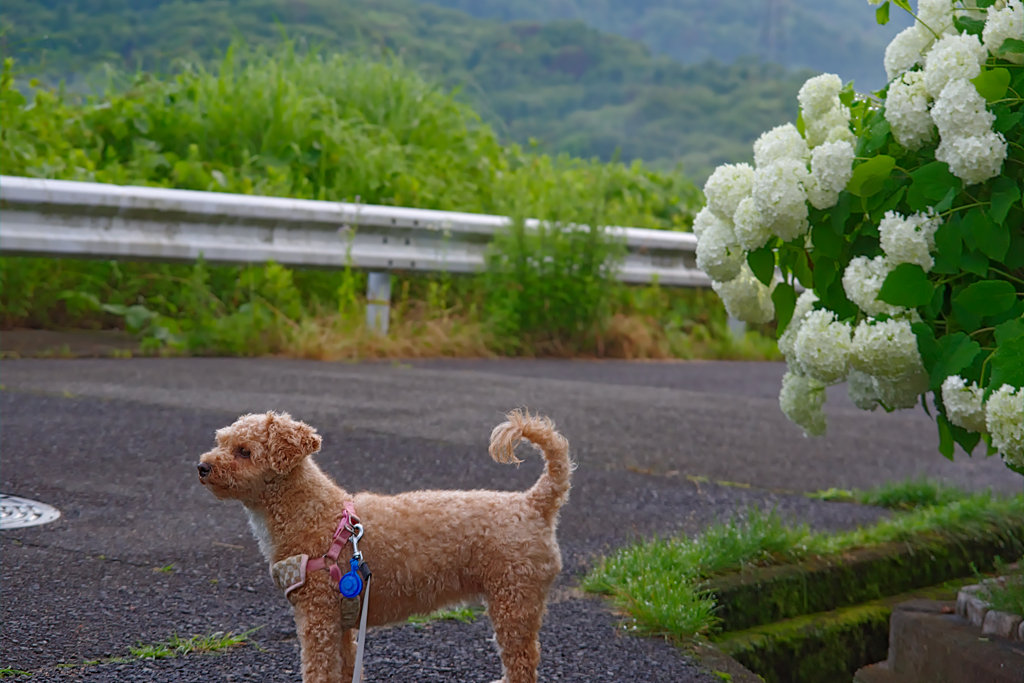 愛犬