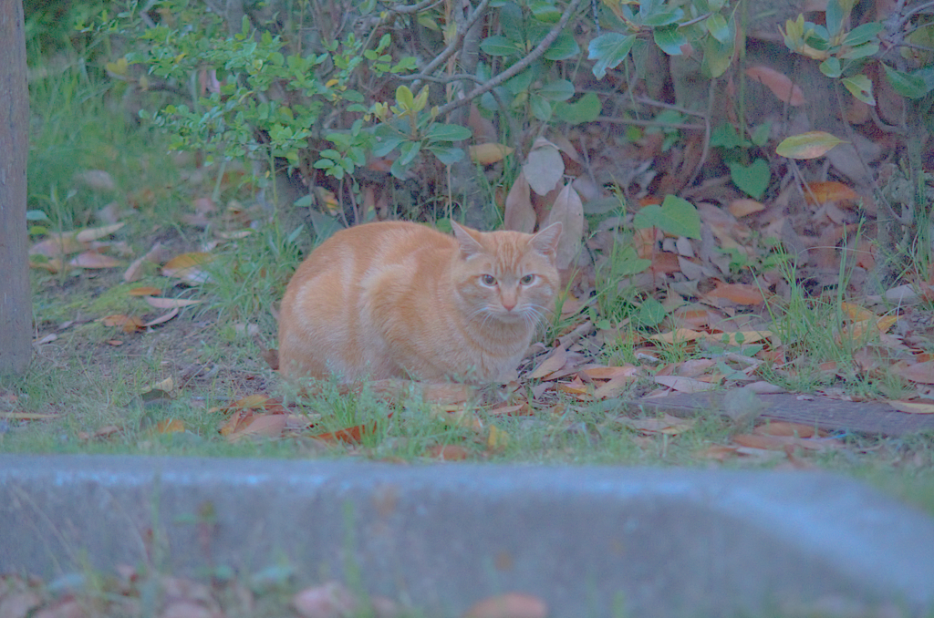 にゃんこ
