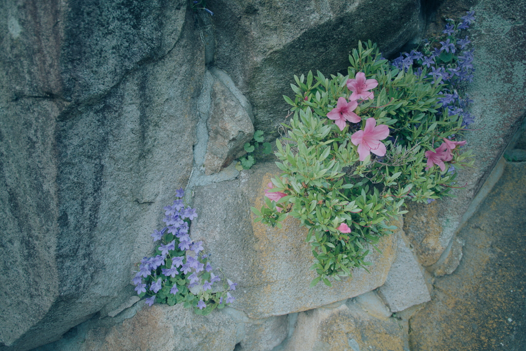路肩の草花