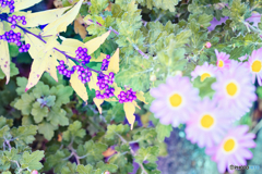 ムラサキシキブ