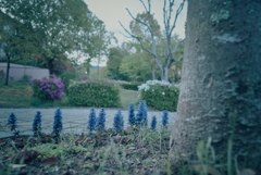 散歩道の草花
