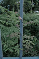 巻き付く草花