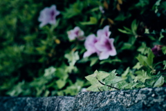路肩の草花