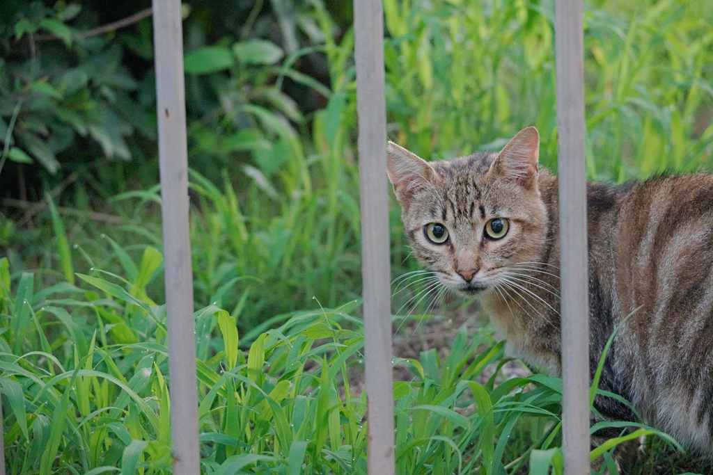 野良にゃんこ