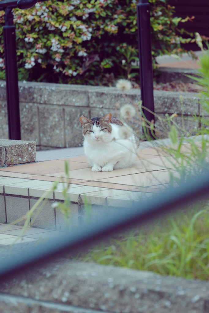 野良にゃんこ