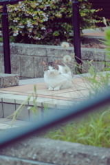 野良にゃんこ
