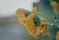 オオキンケイギクと雫