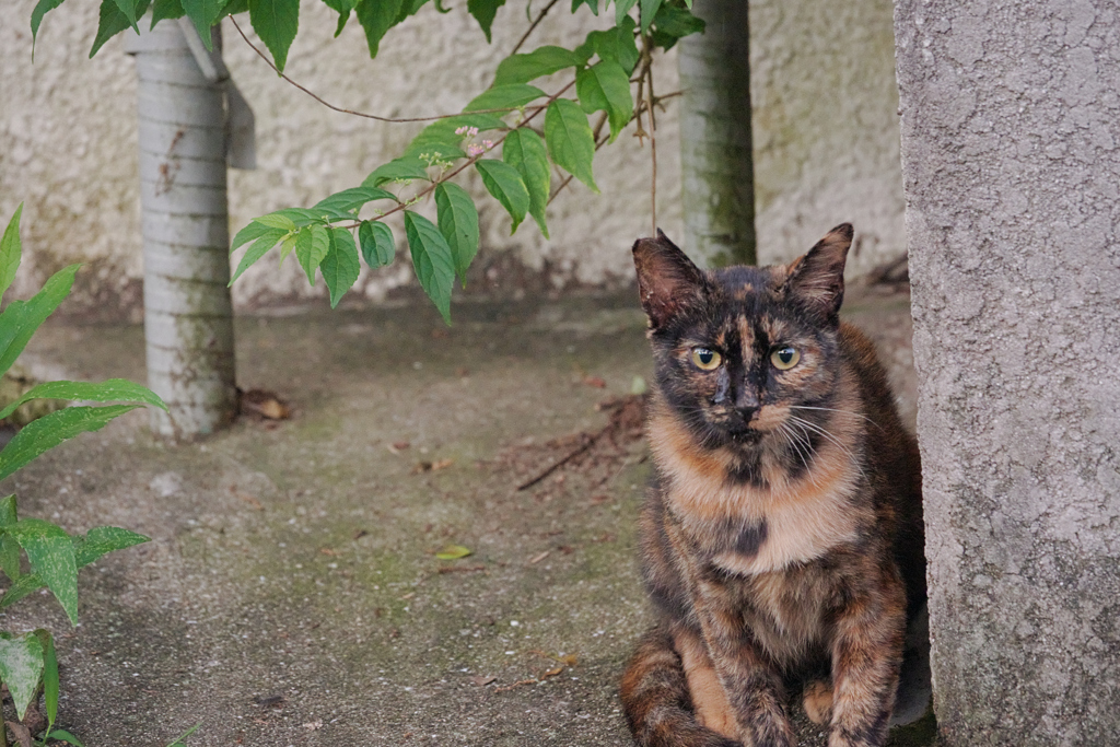 野良にゃんこ