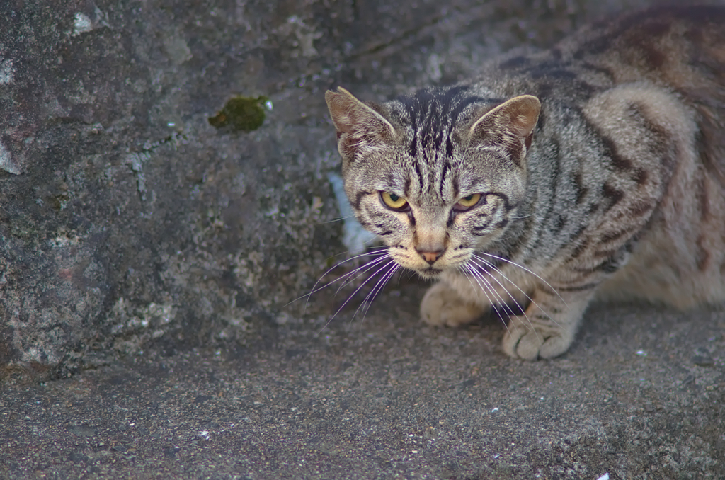にゃんこ
