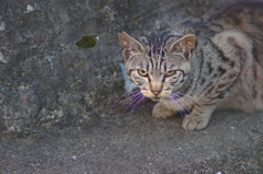 にゃんこ