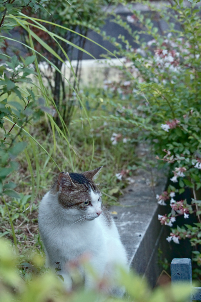 野良にゃんこ