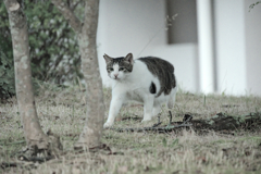 野良にゃんこ