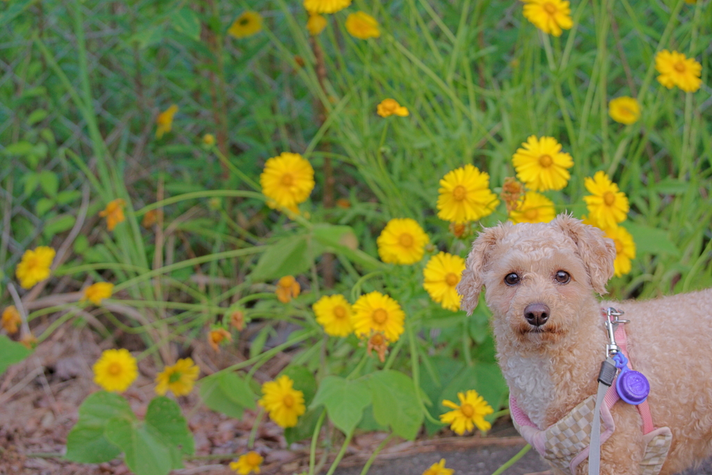 花と愛犬