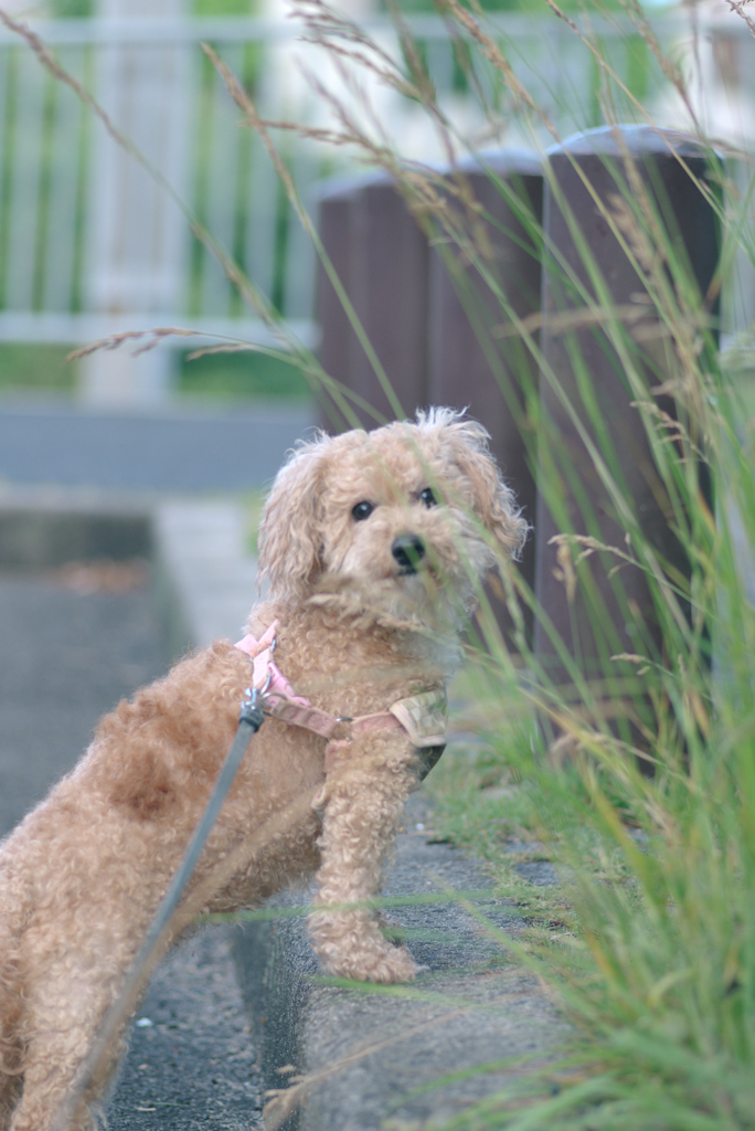 愛犬