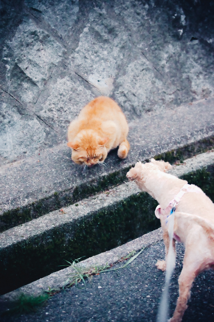 野良にゃんこ