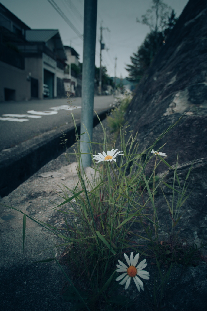 路肩の草花