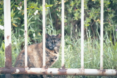野良にゃんこ