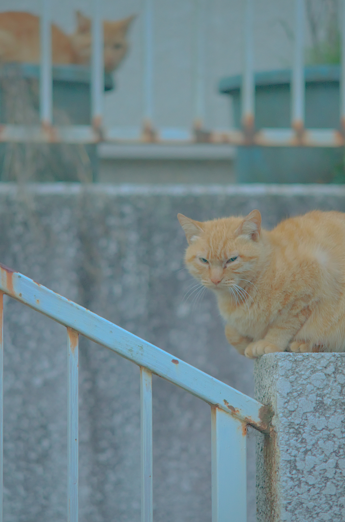 にゃんこ