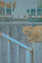 にゃんこ