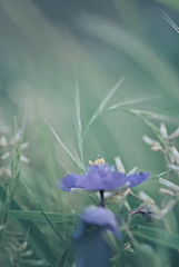 ムラサキツユクサ