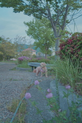 愛犬散歩