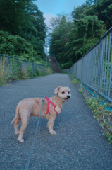 愛犬