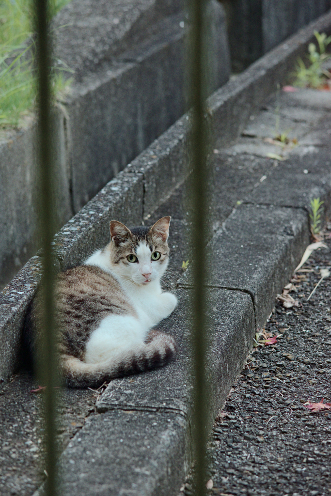 野良にゃんこ