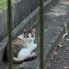 野良にゃんこ