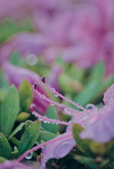 雫とツツジ