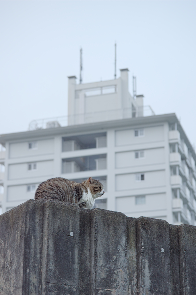 野良にゃんこ