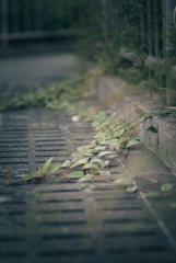 散歩道の草花