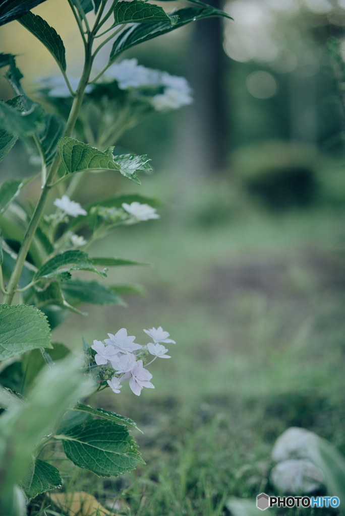 紫陽花