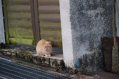 野良にゃんこ