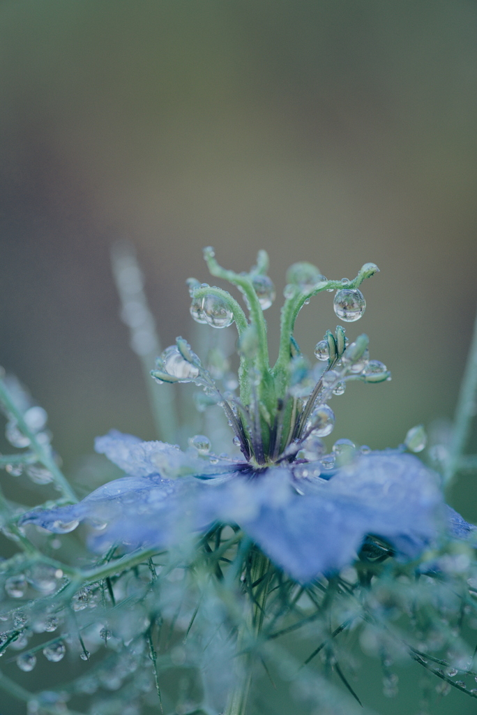 ニゲラに付いた雫