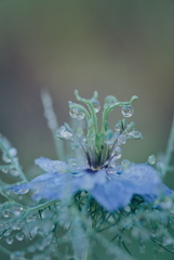 ニゲラに付いた雫