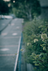 路肩の草花
