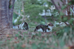 野良にゃんこ