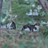 野良にゃんこ