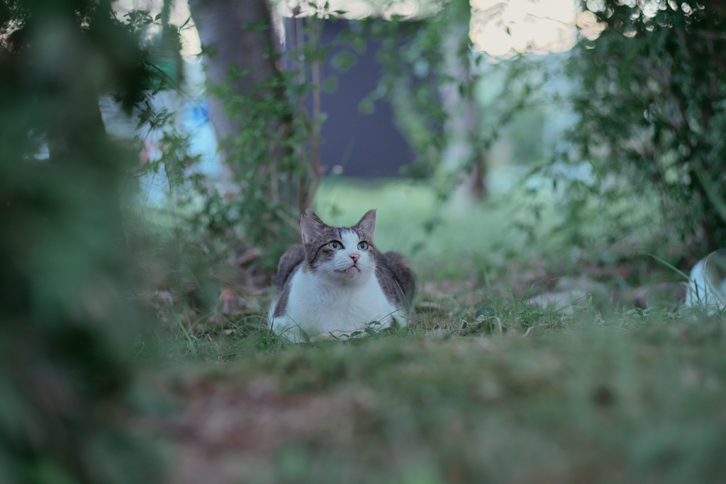 野良にゃんこ