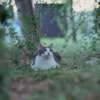 野良にゃんこ