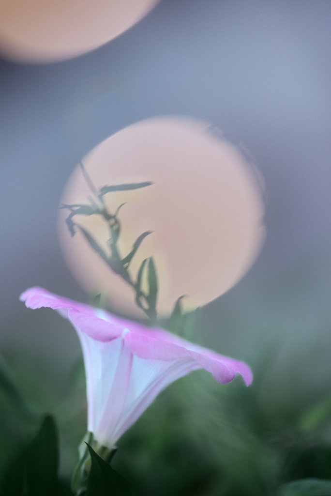 ヒルガオ