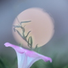 ヒルガオ