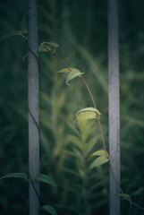 散歩道の草花