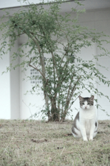 野良にゃんこ