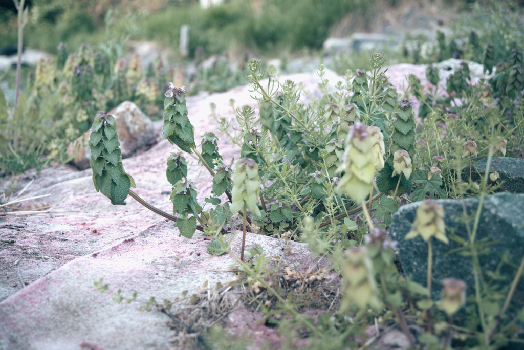 ヒメオドリコソウ