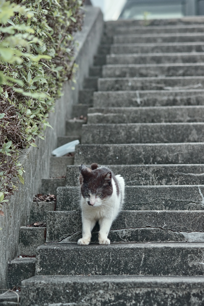 野良にゃんこ